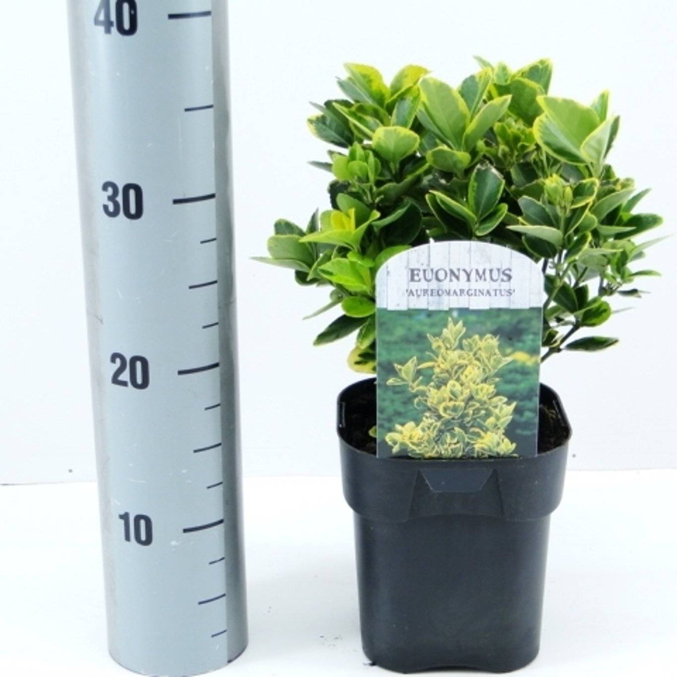 Japansk benved – Euonymus japonicus 'Aureomarginatus' - C2