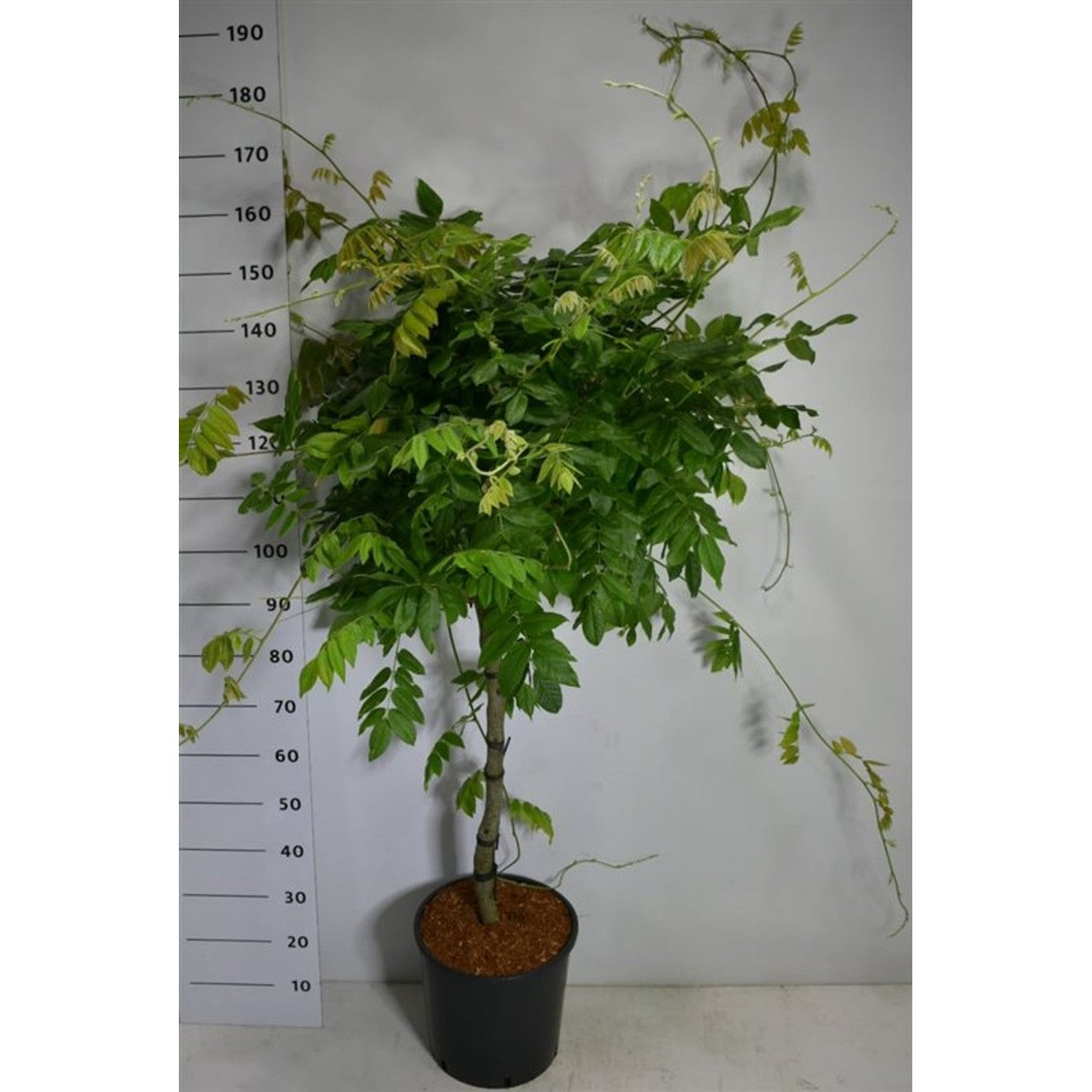 Japansk blåregn – Wisteria brachybotrys 'Yokohama fuji' - C18 70 cm. Stam