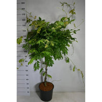 Japansk blåregn – Wisteria brachybotrys 'Yokohama fuji' - C18 70 cm. Stam