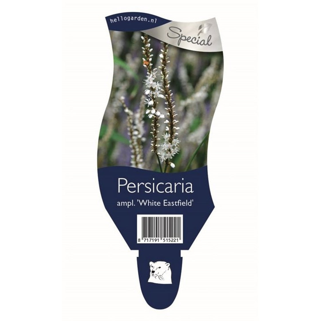 Blodormrot – Persicaria amplexicaulis 'White Eastfield' - P11