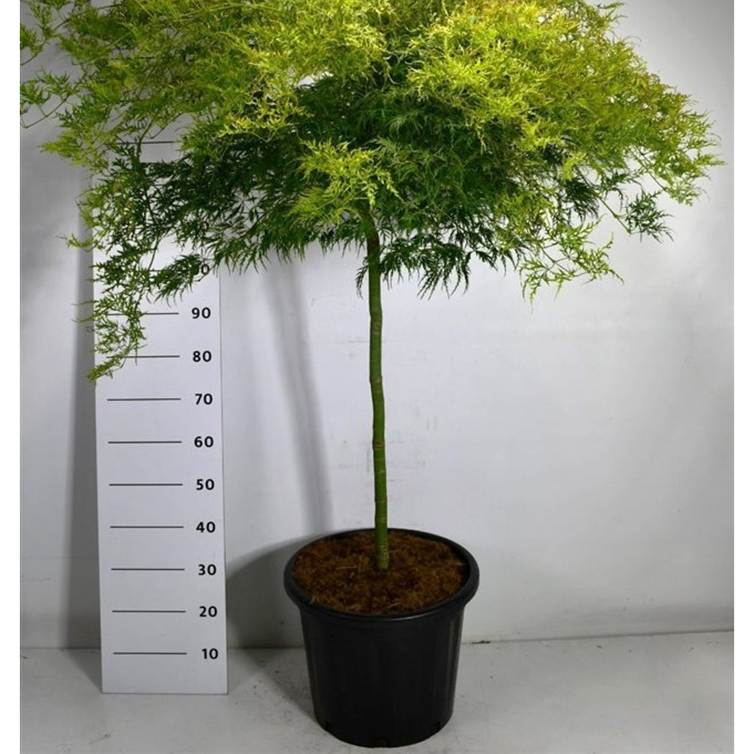 Japansk lönn – Acer palmatum 'Dissectum' - C35 80 cm. Stam