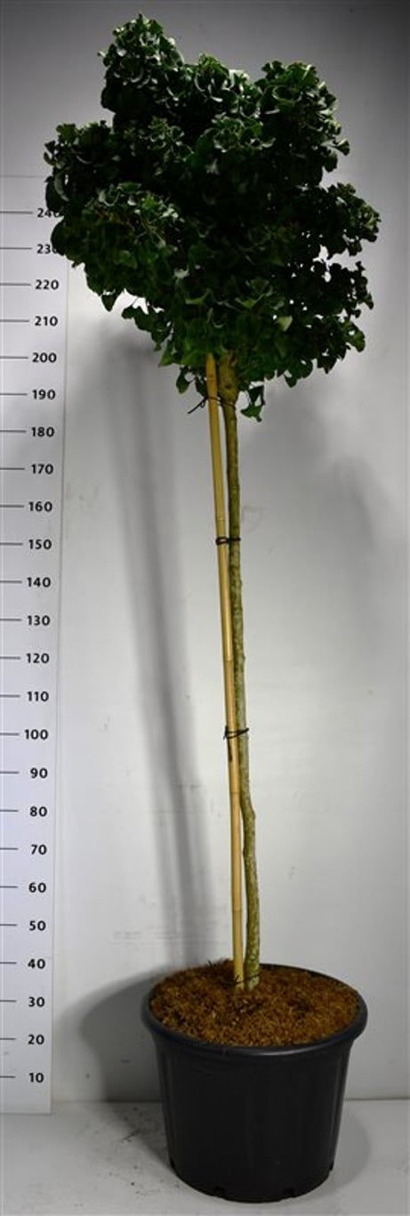 Tempelträd – Ginkgo biloba &