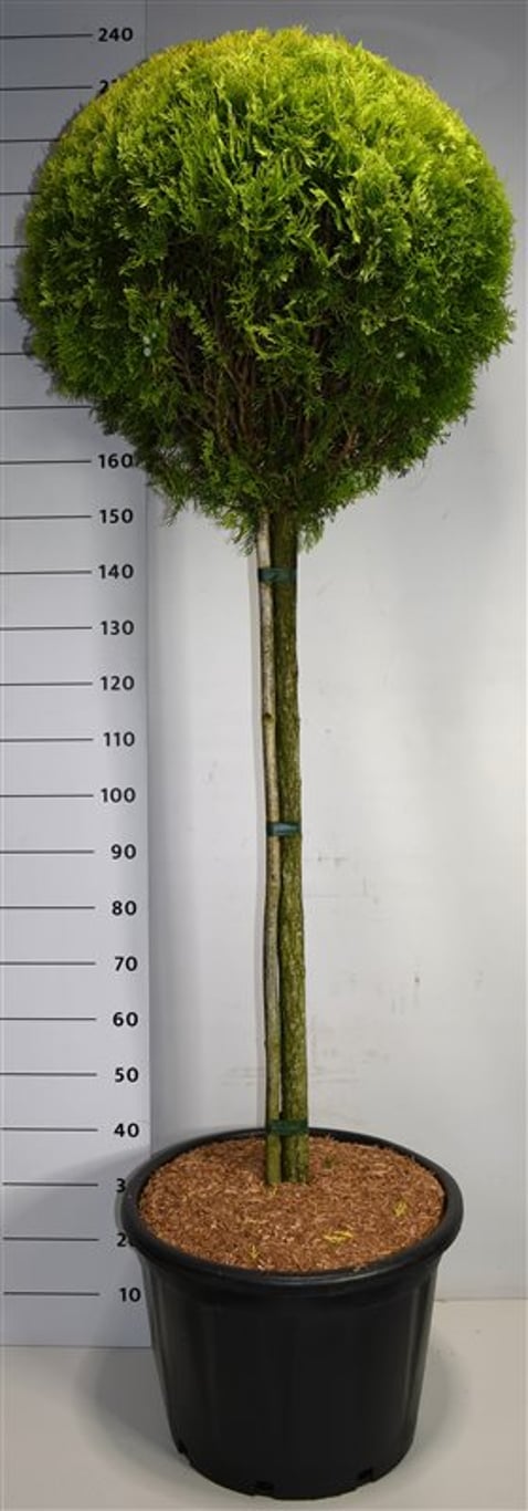 Thuja – Thuja occidentalis &