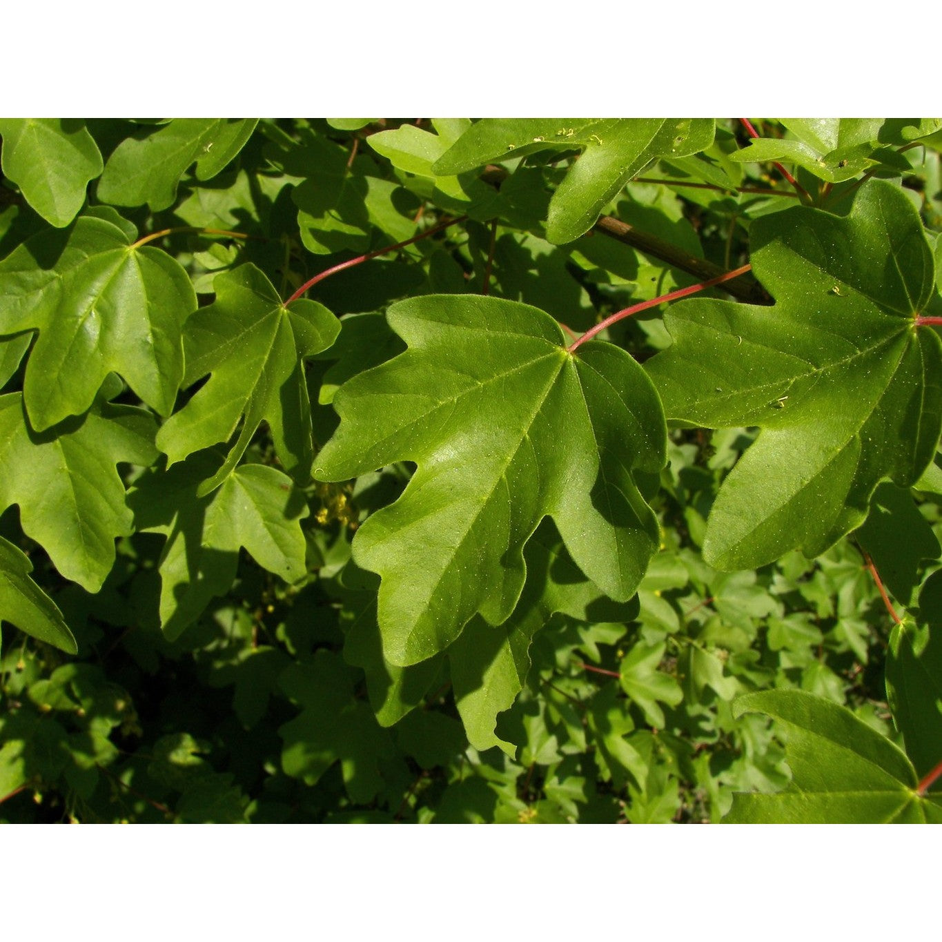 Fältlönn – Acer campestre - 80-100 CM RB