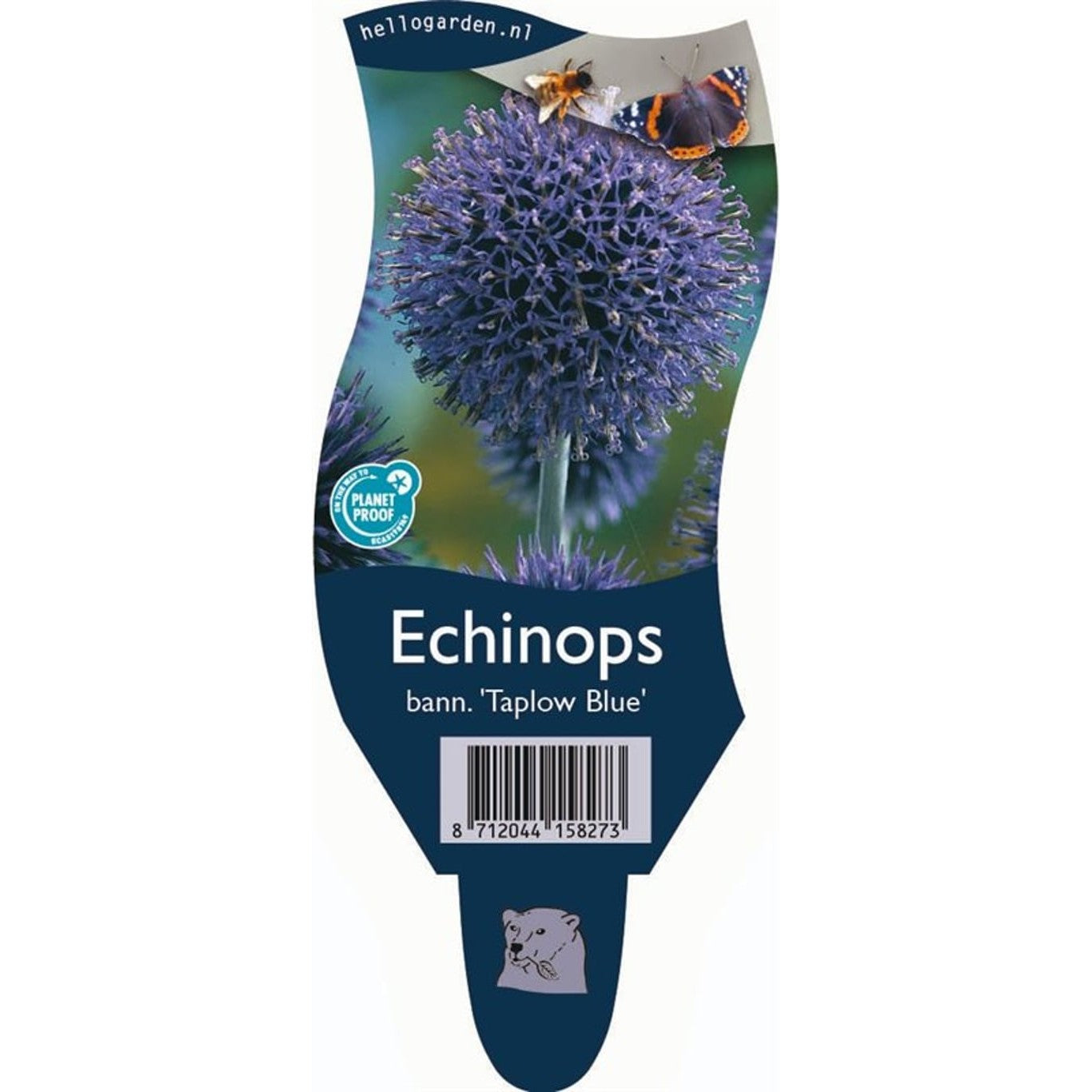 Bolltistel – Echinops bannaticus 'Taplow Blue' - P11