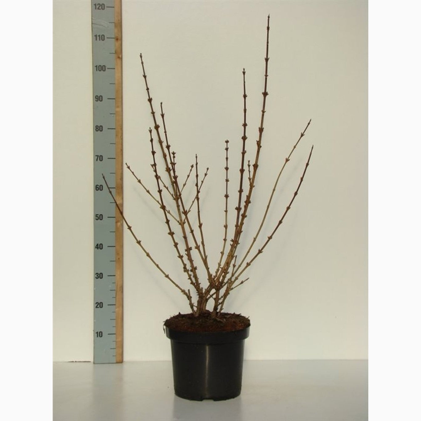 Forsythia – Forsythia 'Goldrausch' - C7.5 40-60 CM