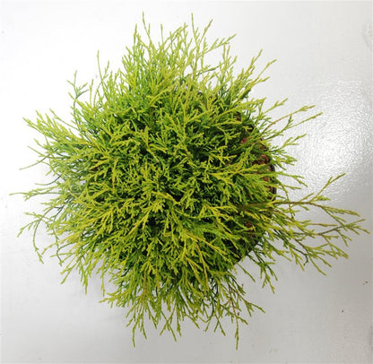 Ädelcypress – Chamaecyparis pisifera &