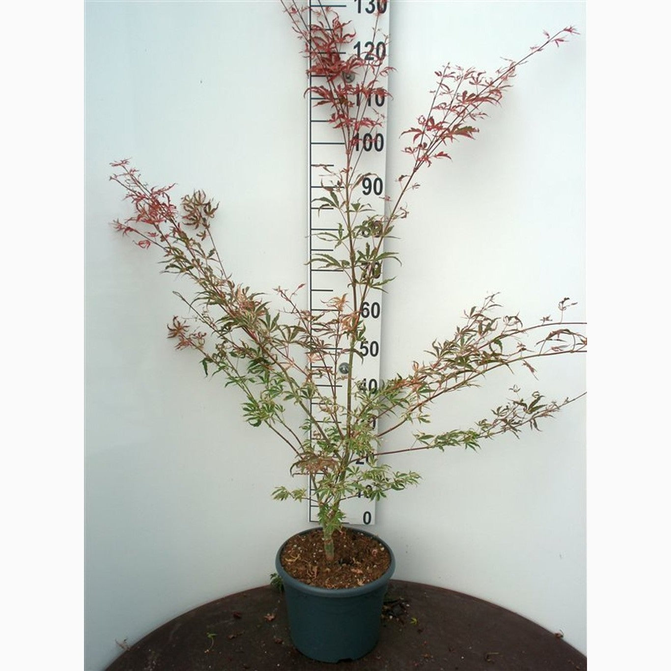Japansk lönn – Acer shirasawanum - C10 60-80 CM