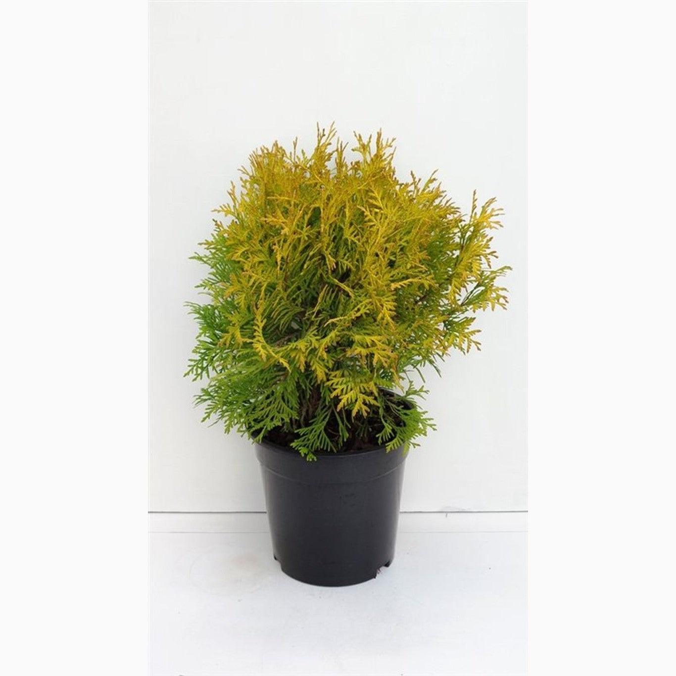 Thuja – Thuja occidentalis 'Golden Globe' - C3 25-30 CM