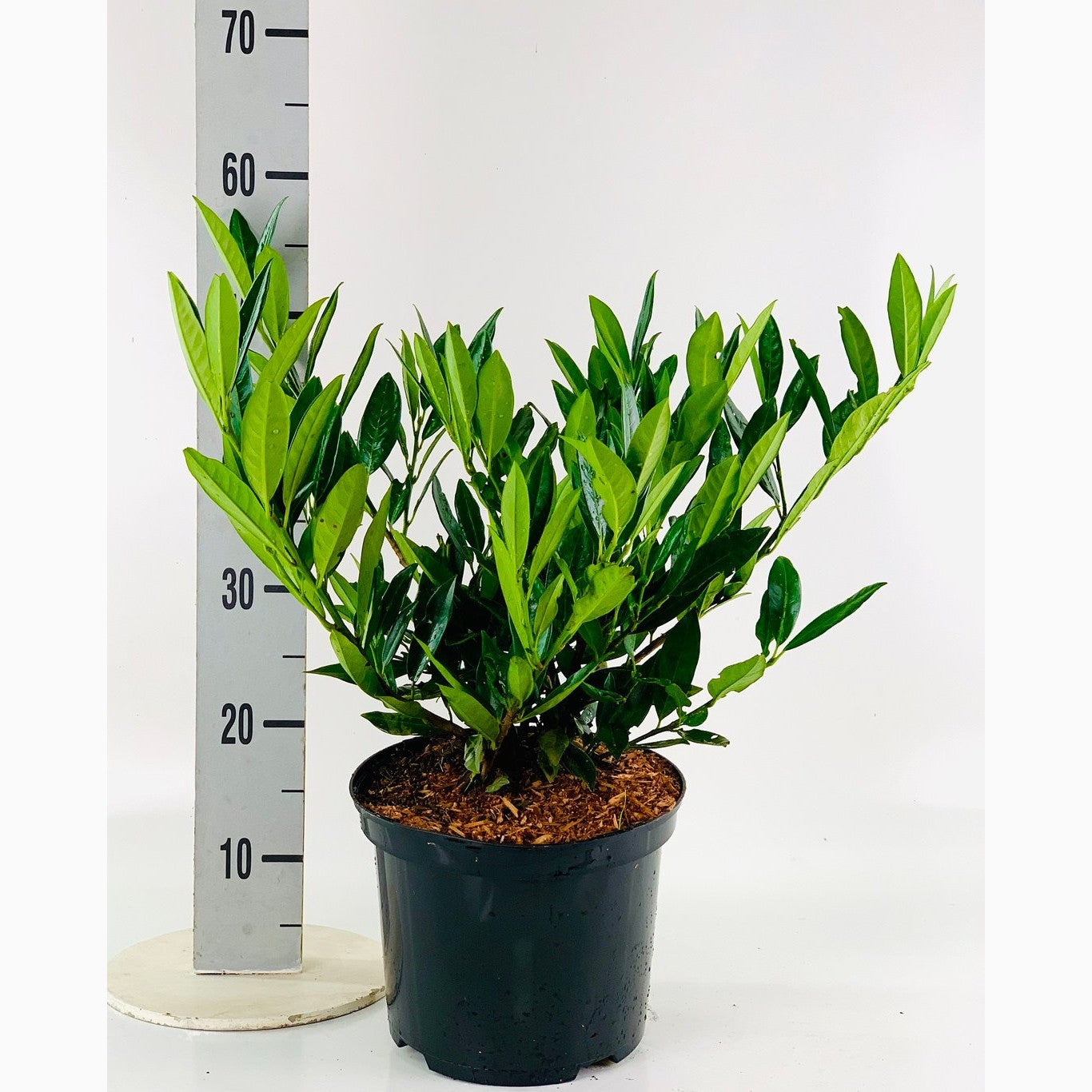 Lagerkörsbär – Prunus laurocerasus 'Otto Luyken' - C5 40-50 CM