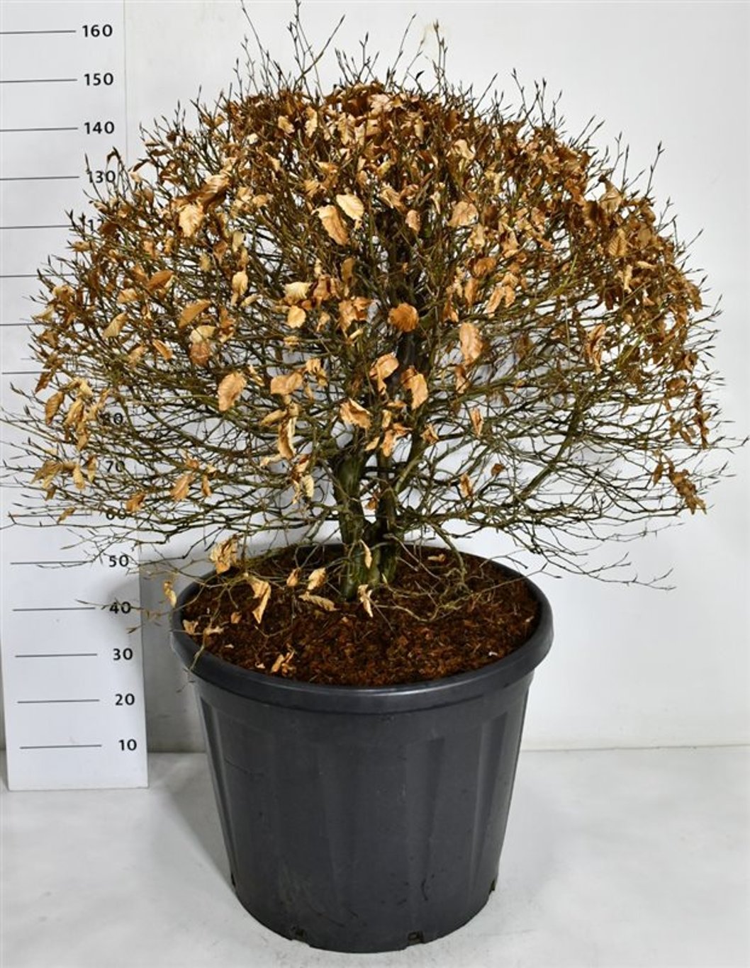 Blodbok – Fagus sylvatica &