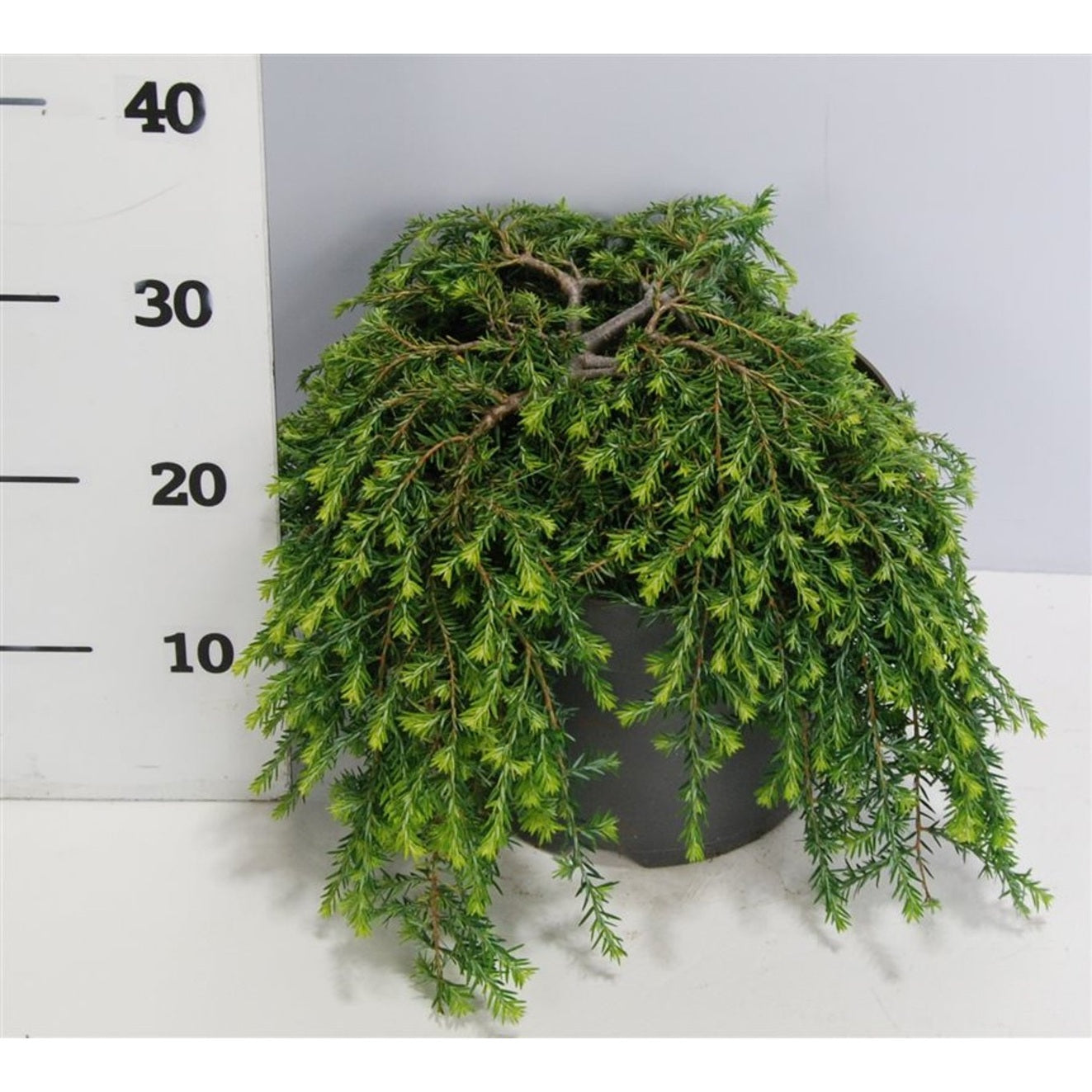 Hemlock – Tsuga canadensis 'Cole Prostrate' - C7.5 40-50 cm.