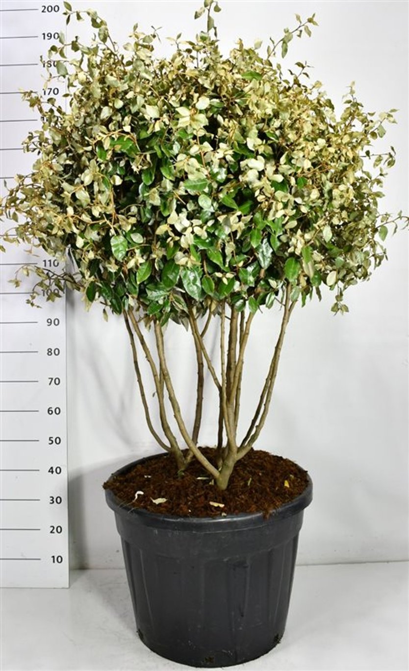 Silverolvon – Elaeagnus ebbingei - C90 120-130 cm. Meerstammig