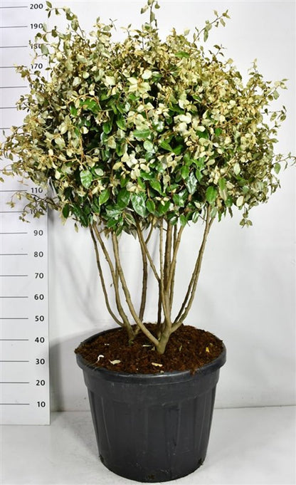 Silverolvon – Elaeagnus ebbingei - C90 120-130 cm. Meerstammig