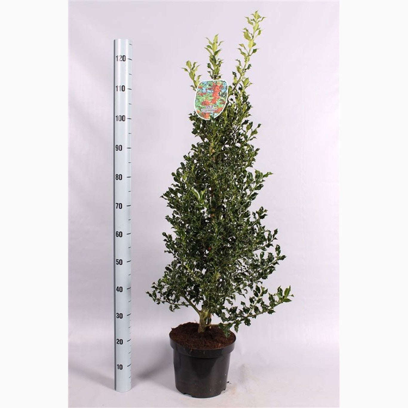 Järnek – Ilex aquifolium 'Alaska' - C7.5 60-80 CM