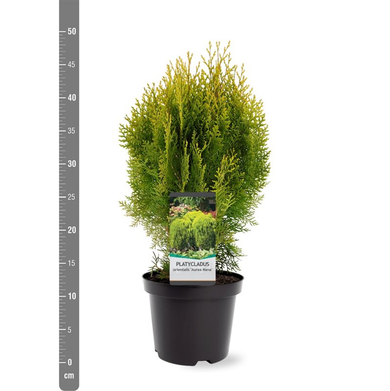 Ädelcypress – Platycladus orientalis 'Aurea Nana' - C3 25-30 CM