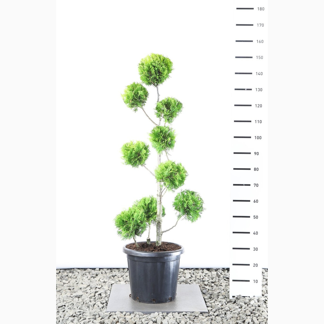 Thuja – Thuja occidentalis 'Golden Brabant' - 100-125 CM PonPon EXTRA in Cont.