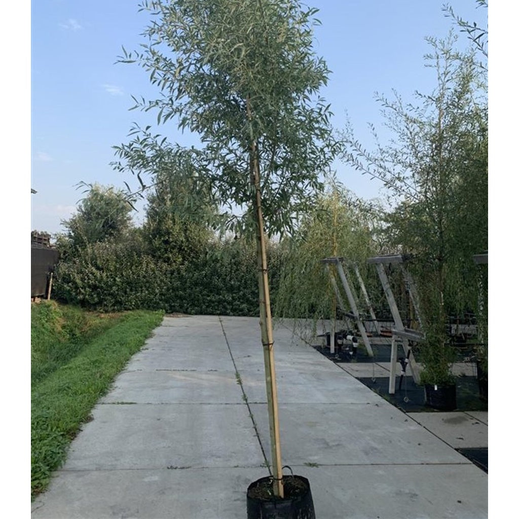 Silverpil – Salix alba 'Sericea' - C25 8/10  200 CM Stem