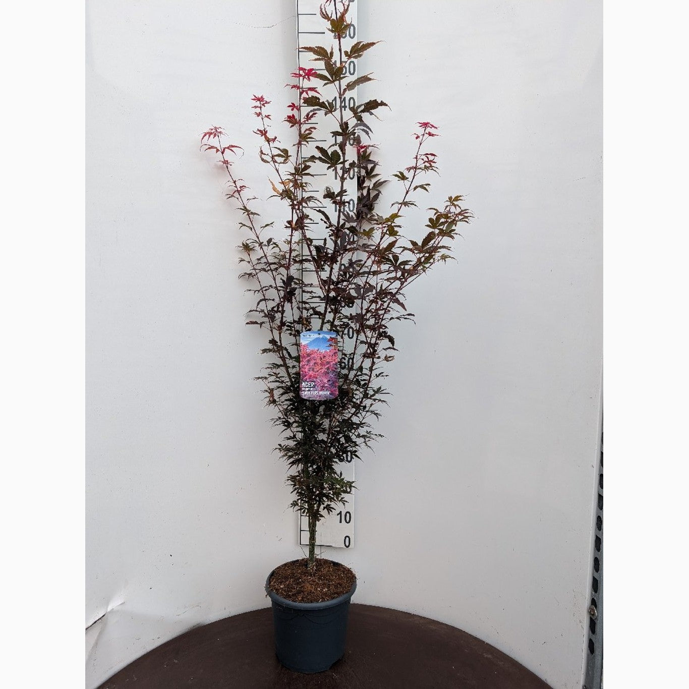 Japansk lönn – Acer pal. 'Skeeter's Broom' - C7.5 60-80 CM