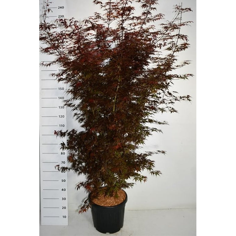 Japansk lönn – Acer palmatum 'Skeeter's Broom' - C35 200-225 cm.
