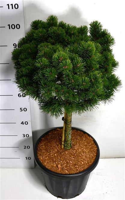 Bergtall – Pinus mugo &