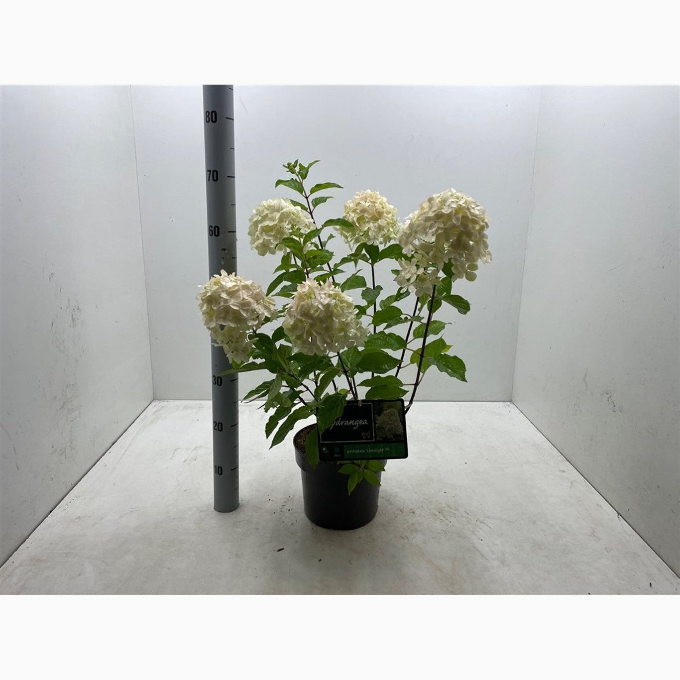 Syrenhortensia – Hydrangea paniculata 'Limelight' - C4