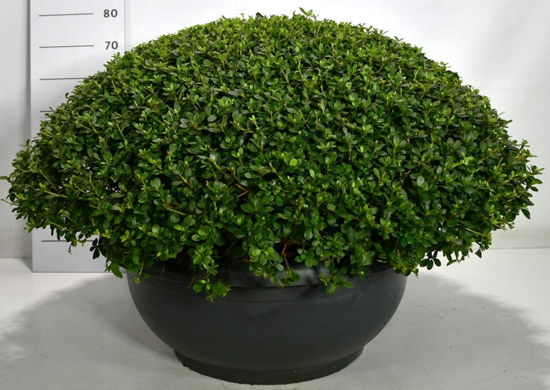 Japansk azalea – Rhododendron (AJ) &