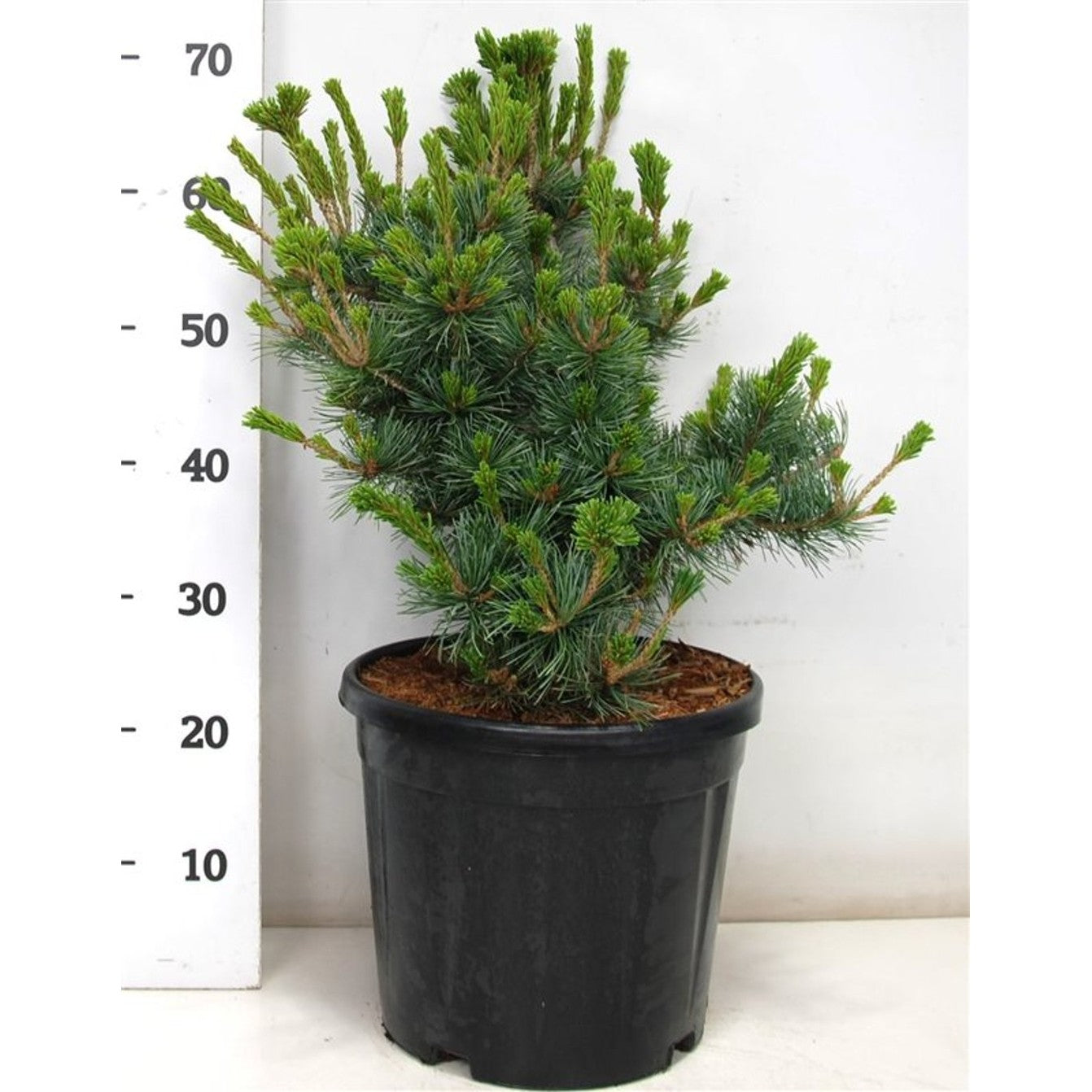 Japansk vit­tall – Pinus parviflora 'Negishi' - C13 50-60 cm.