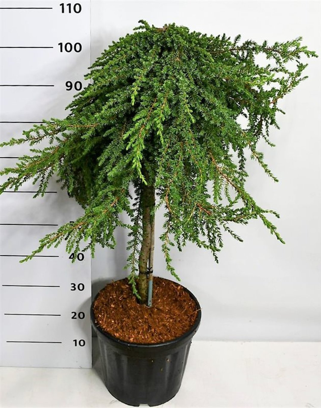 En – Juniperus communis 'Greenmantle' - C18 60 cm. Stam
