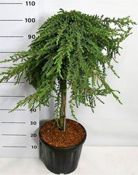 En – Juniperus communis 'Greenmantle' - C18 60 cm. Stam