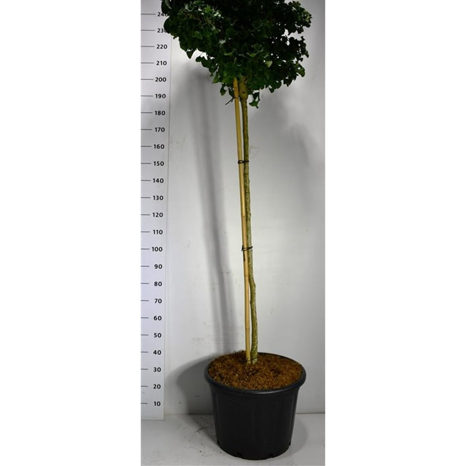 Ginkgo – Ginkgo biloba 'Mariken' - 150 CM Stem Cont.