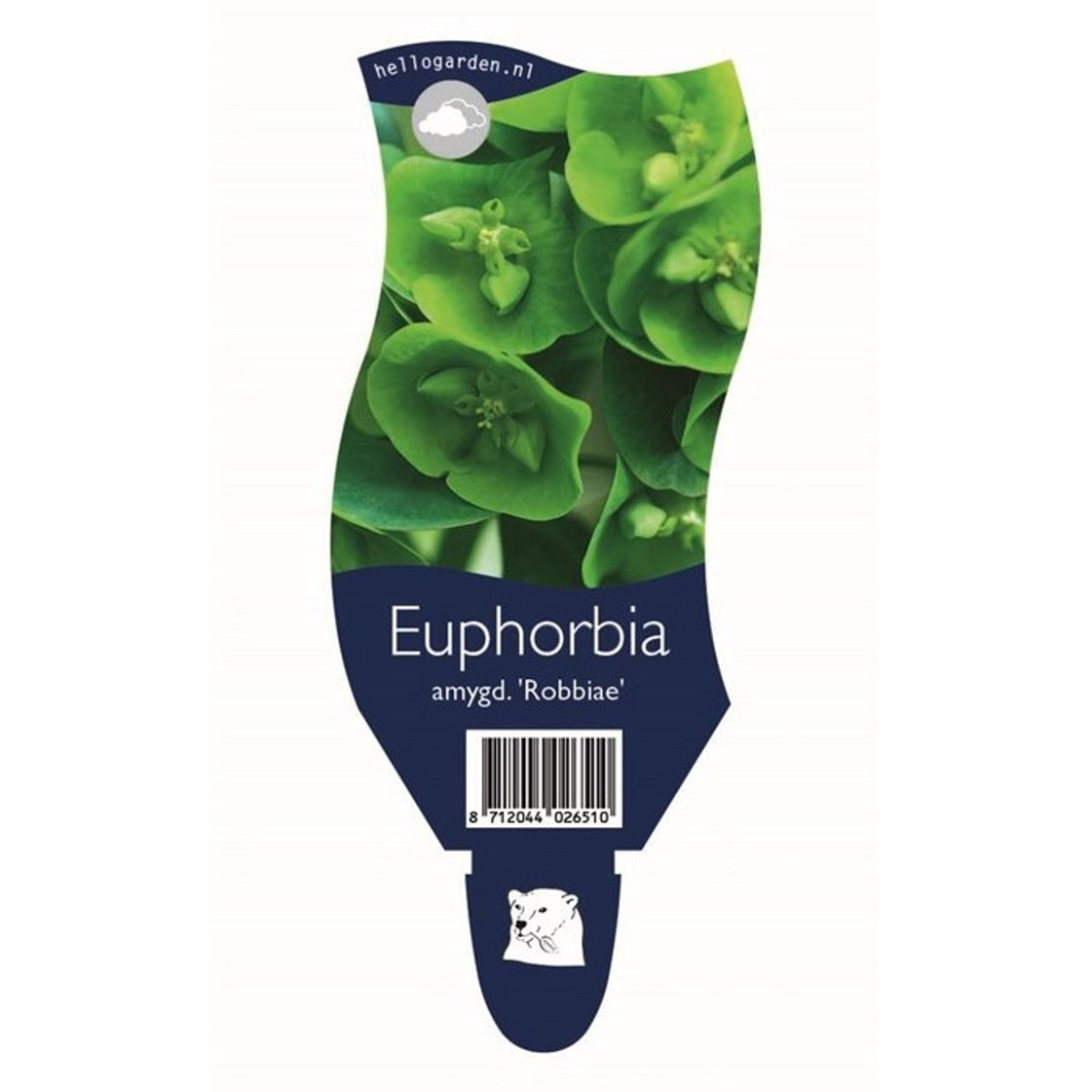 Mandelvortemjölk – Euphorbia amygdaloides robbiae - P11