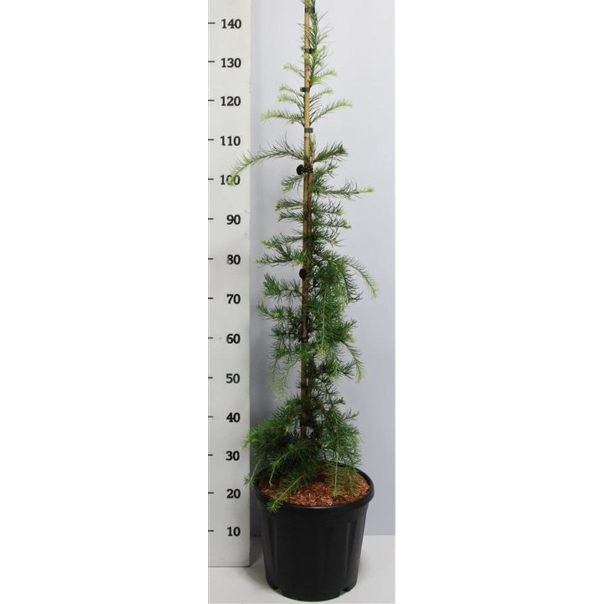 Japansk lärk – Larix kaempferi 'Stiff Weeper' - C13 100-125 cm. Gestokt