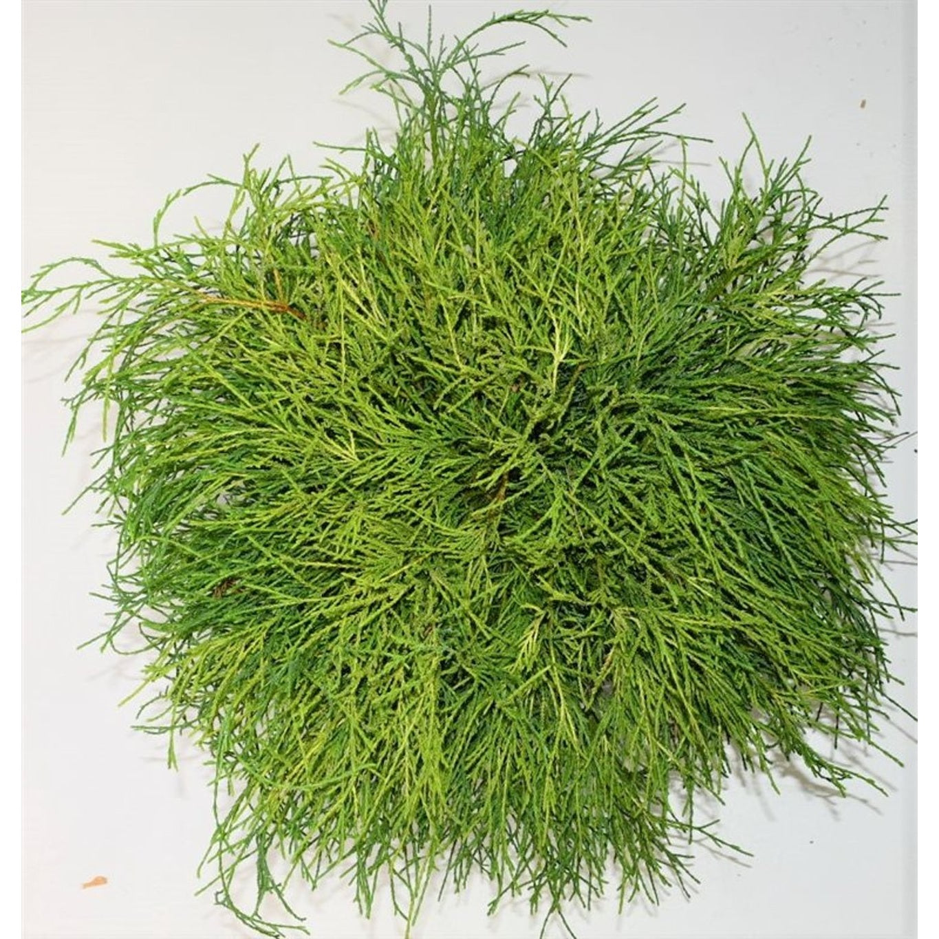 Ädelcypress – Chamaecyparis pisifera 'Sungold' - C7.5 40-50 CM