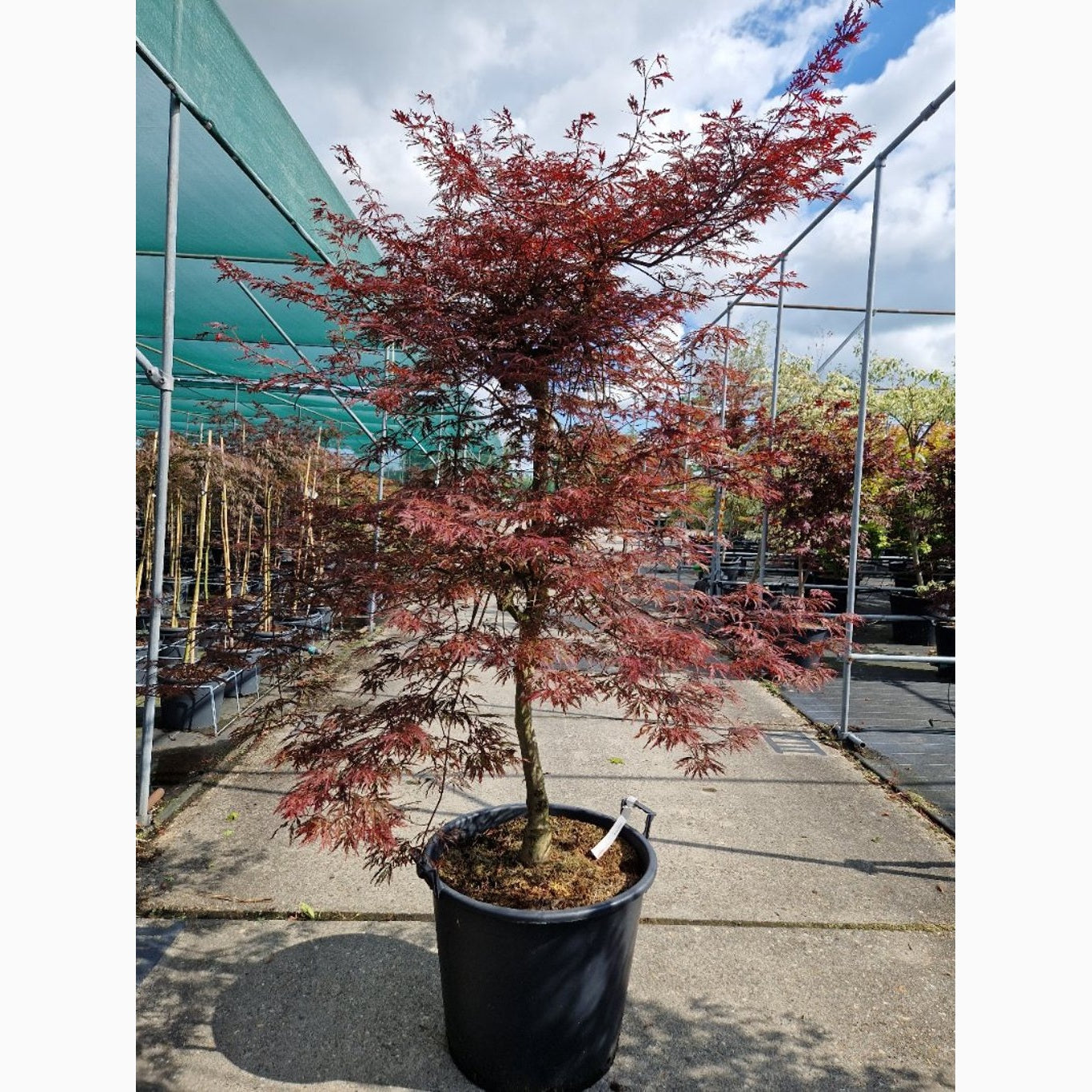 Japansk lönn – Acer pal. 'Garnet' - C70 150-175 CM