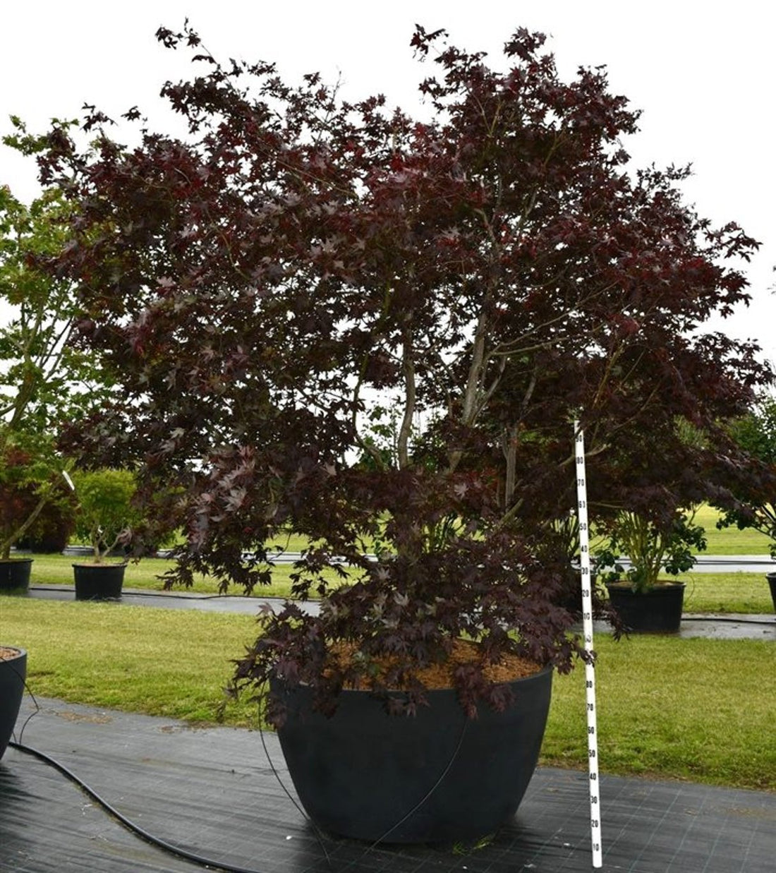 Japansk lönn – Acer palmatum &