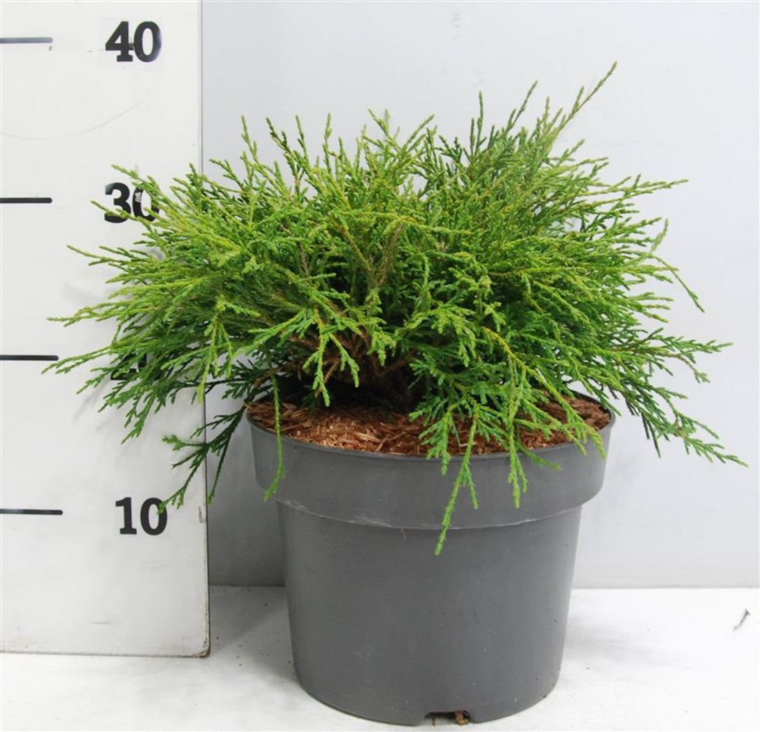 Ädelcypress – Chamaecyparis pisifera &