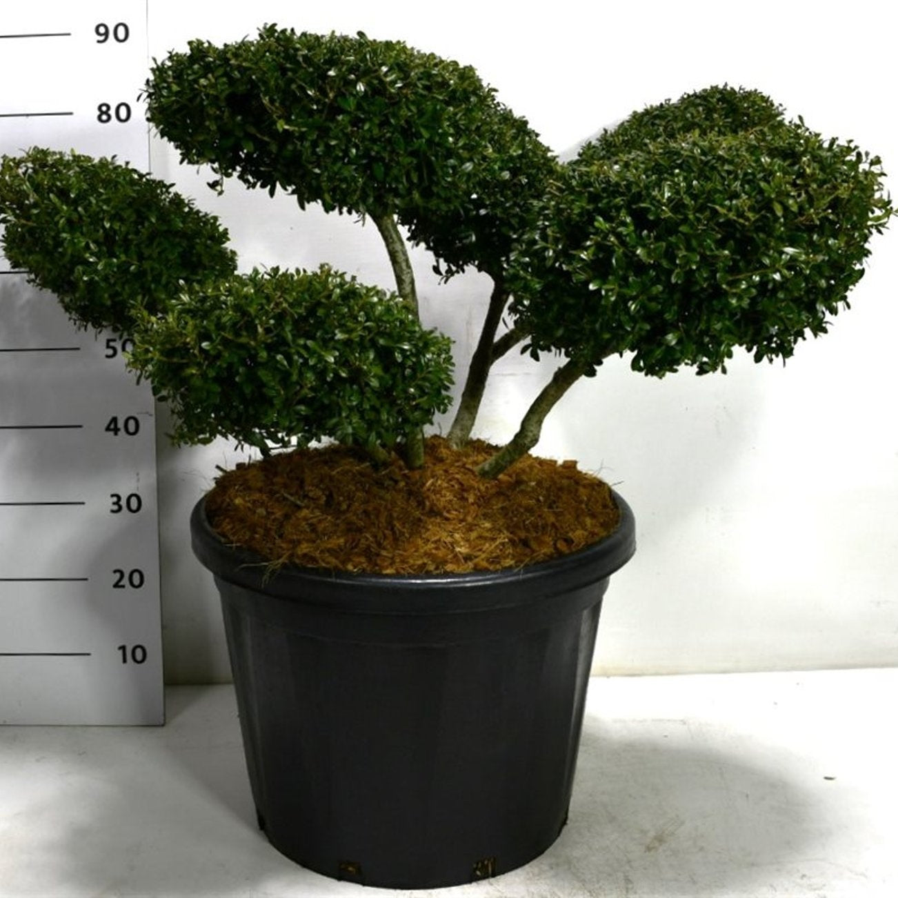 Japansk järnek – Ilex crenata 'Stokes' - C45 70-80 cm. Bonsai