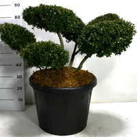Japansk järnek – Ilex crenata 'Stokes' - C45 70-80 cm. Bonsai