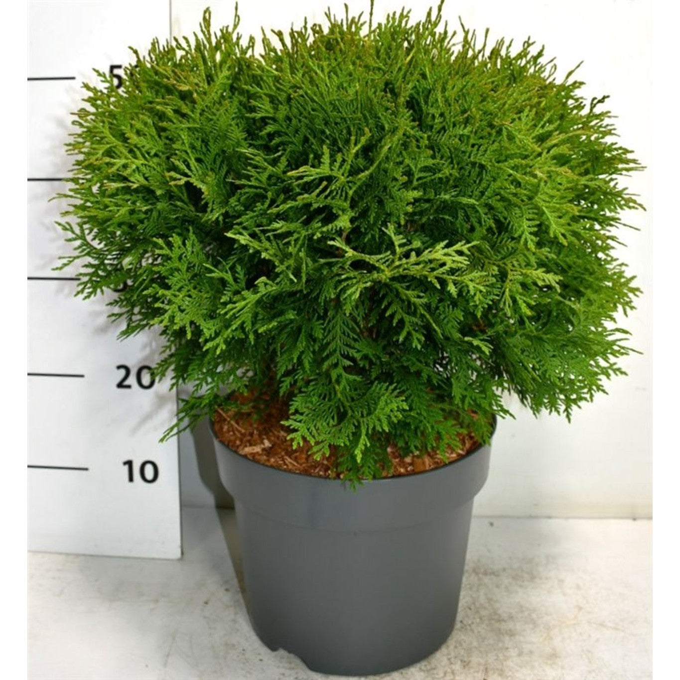 Thuja – Thuja occidentalis 'Woodwardii' - C7.5 40-50 cm.