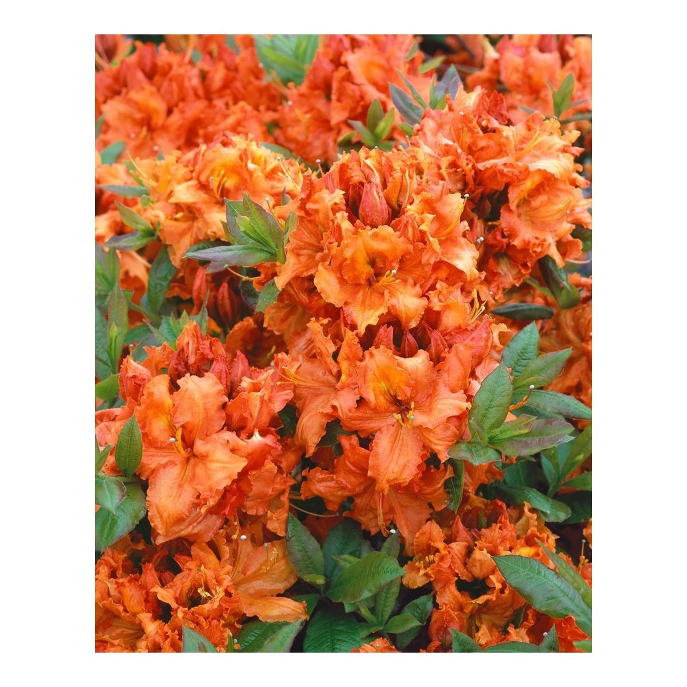 Rhododendron – Rhododendron (AK); 'Gibraltar' - C5 30-40 CM