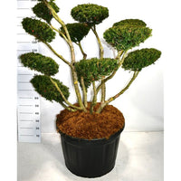 Japansk idegran – Taxus cuspidata 'Select' - C180 125-150 cm. Bonsai