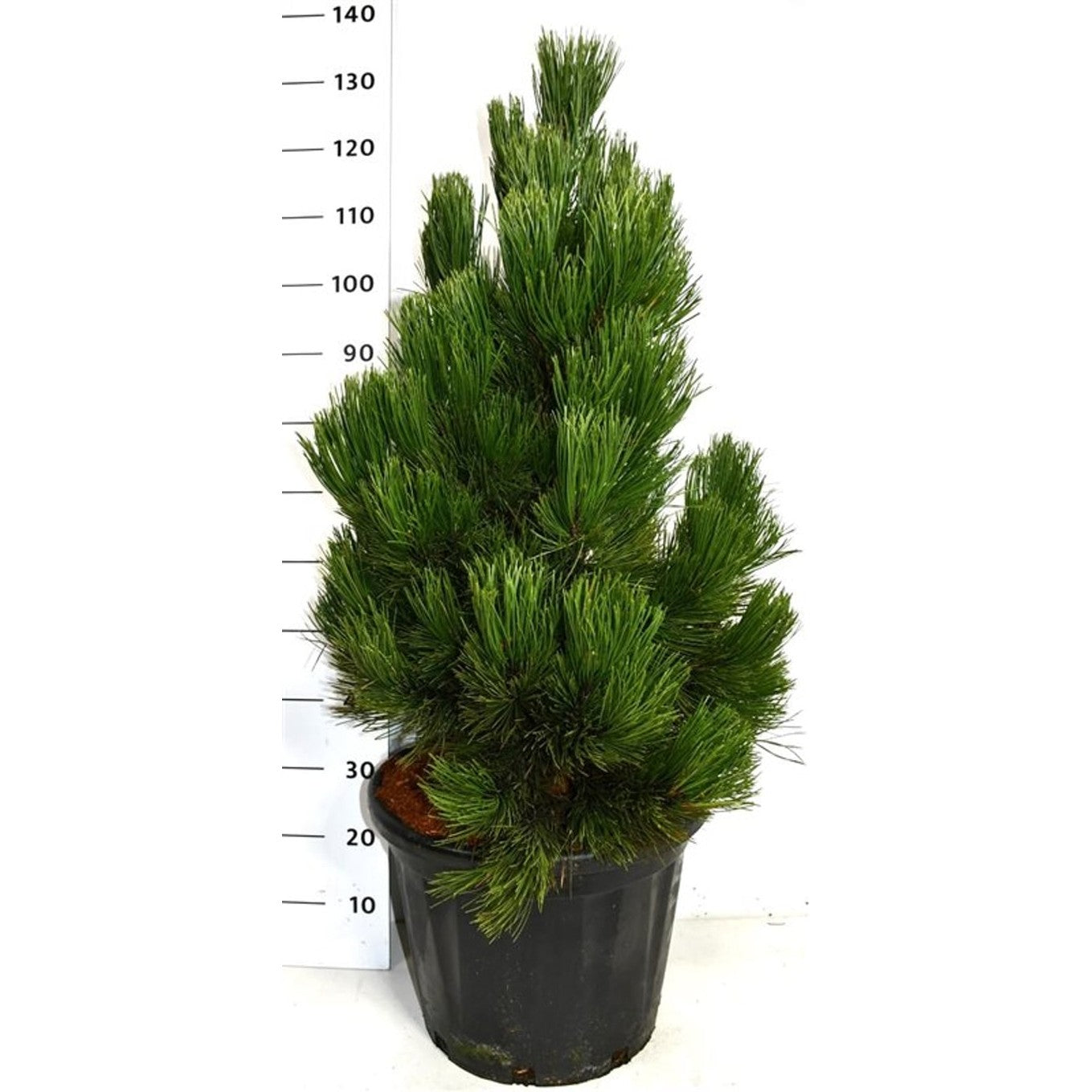 Svartbarrtall – Pinus heldreichii 'Malinki' - C35 80-100 CM