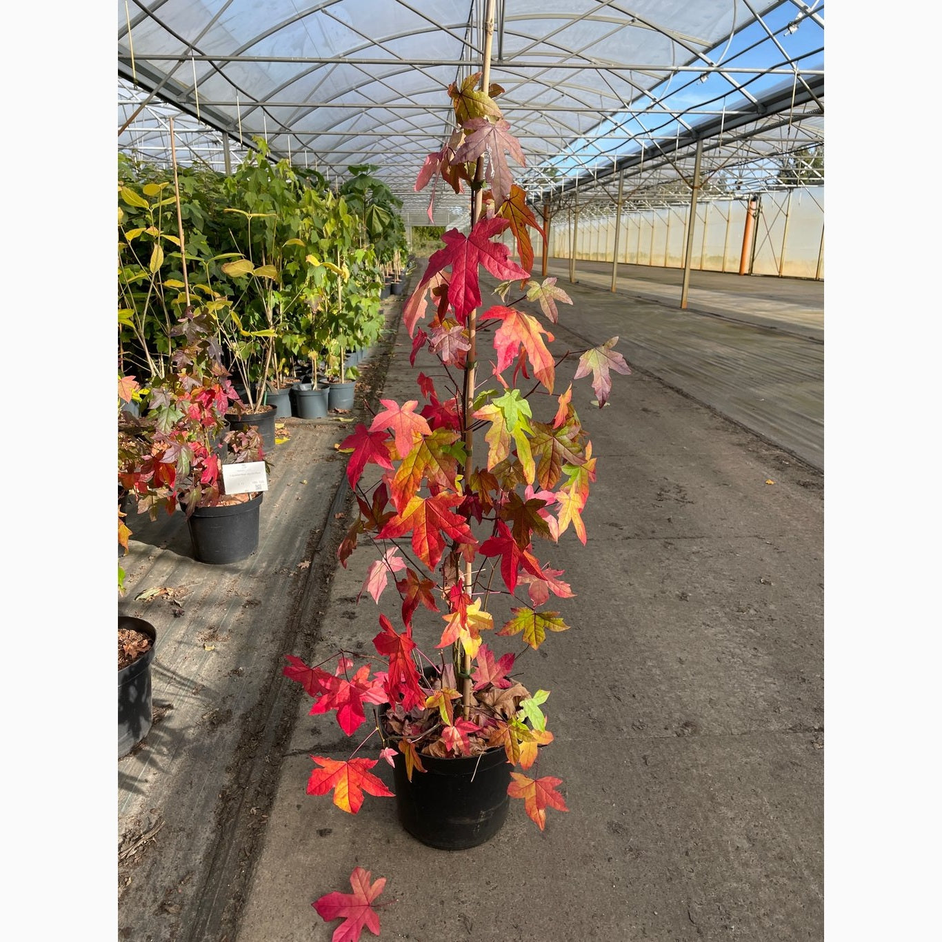 Amerikanskt ambra – Liquidambar styraciflua - C7,5 100-125 CM