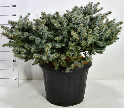 Blågran – Picea pungens &