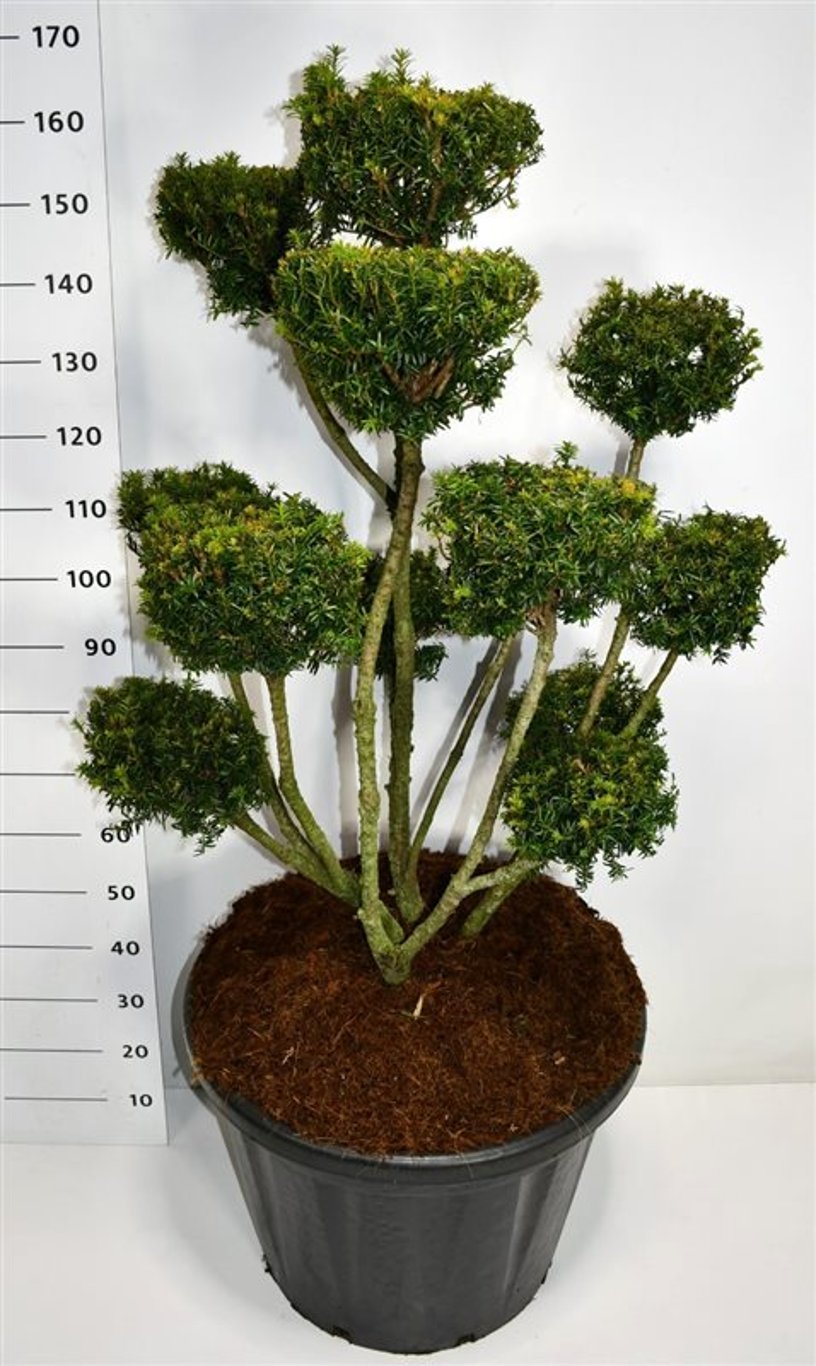 Hybrididegran – Taxus media &