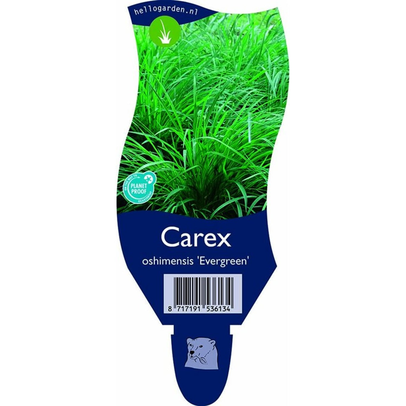 Starr – Carex oshimensis 'Evergreen' - P11