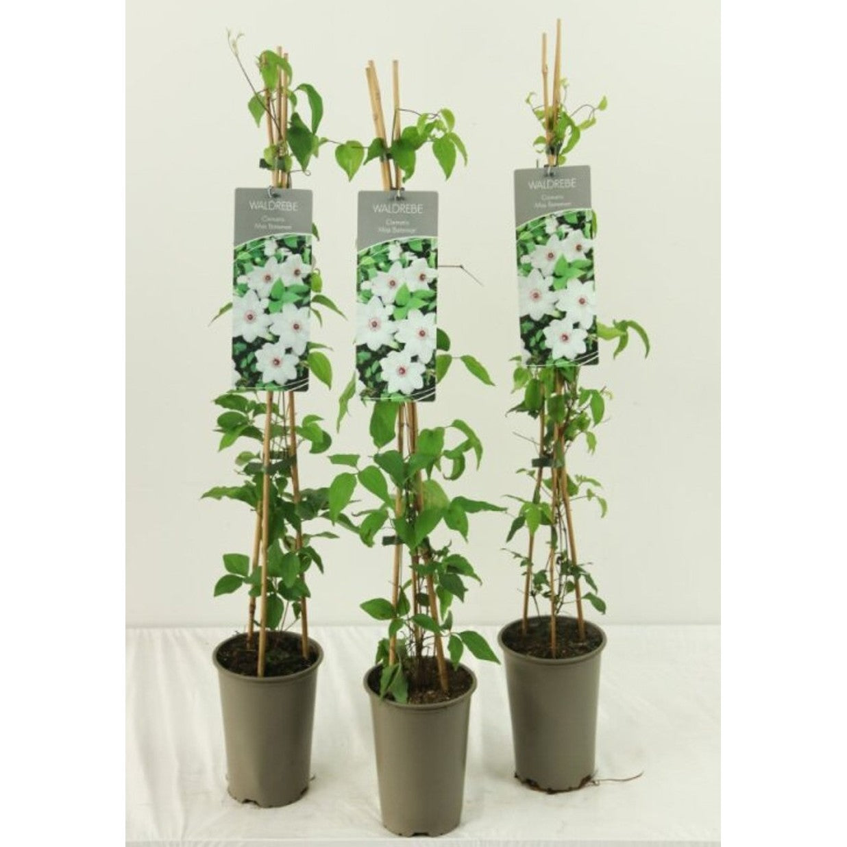 Klematis – Clematis 'Miss Bateman' - C2 60-80 CM Stick