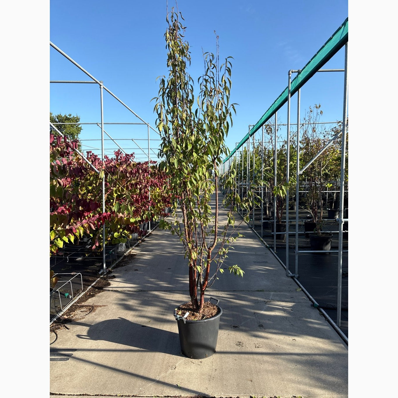 Glanskörsbär – Prunus serrula 'Branklyn' - C35 200-250 CM