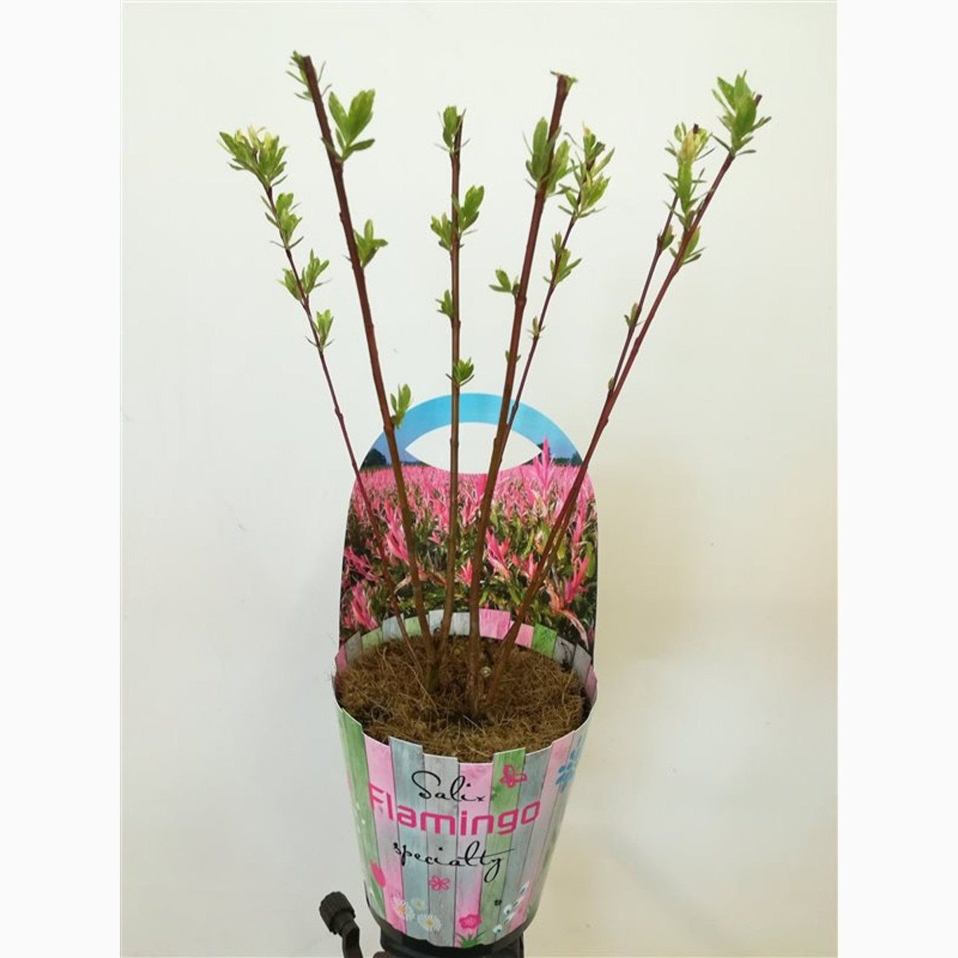 Japansk vide – Salix integra 'Flamingo' - P12